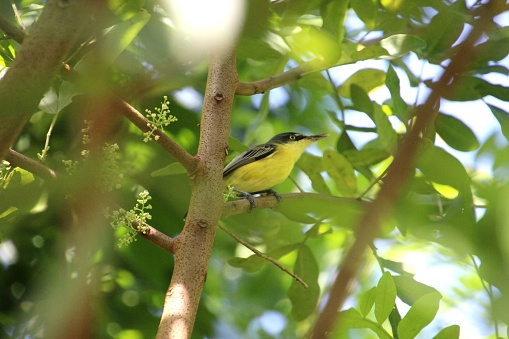 Kingdom: Animalia Class: Birds Order: Passeriformes Family: Rhynchocyclidae blacksmith clock bird - Todirostrum cinereum