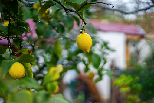 View of a lemon fruit on tree after rain.