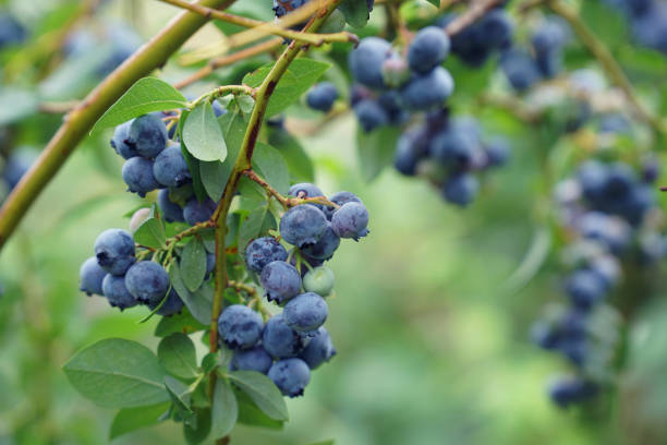 istock close up on fresh blueberry on the tree 2078914958
