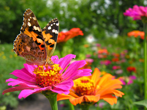 A nice photograph with plenty of defocused copy space that could be used for insect, butterfly, gardening or nature advertising.