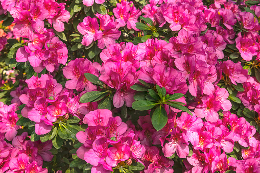 Azalea in spring.