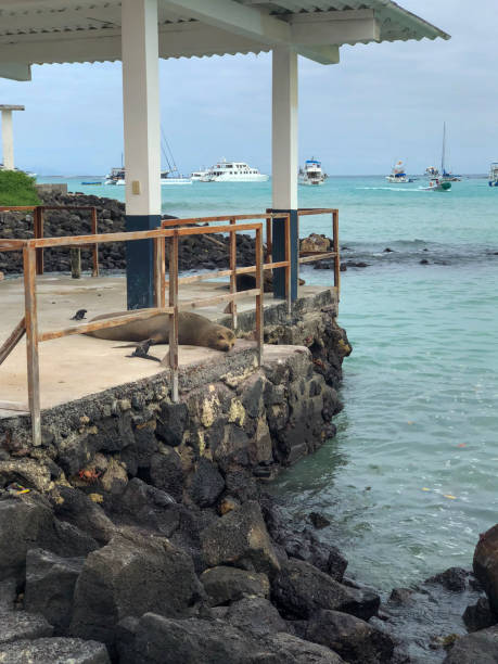 istock Lounging sea lion 2078948846