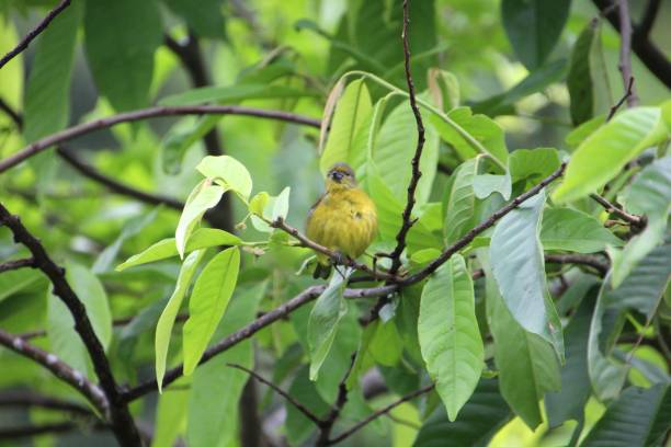 istock bird - true gaturamo - Euphonia violacea 2078957709