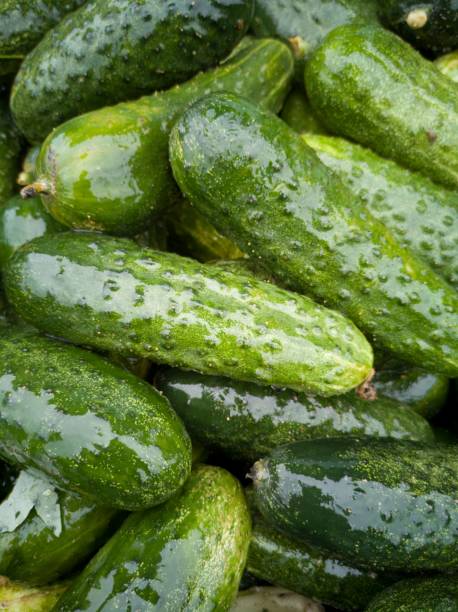 istock fresh vegetables on a market stall - cucumbers 2078963521