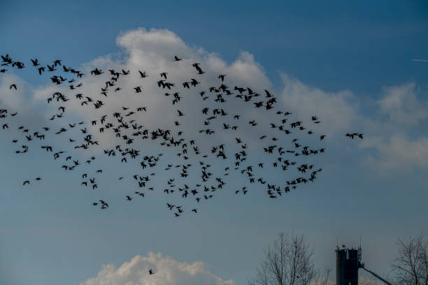 Photo of a flock of birds flying.