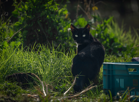 Black Cat in the Garden on Sunset