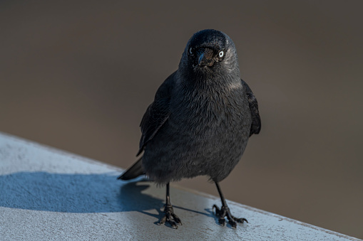 Jackdaw bird with black feathers on light blue airport roof in sunny day