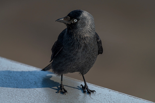 Jackdaw bird with black feathers on light blue airport roof in sunny day