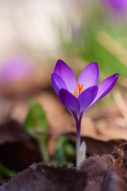 istock The shine and colors of spring, purple spring crocus, Crocus vernus 2078990166