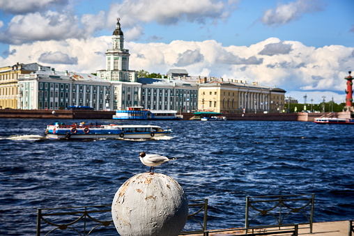 A seagull on a ball in front. Neva river and Vasilievsky island with old historical buildings and Tourist ship on the river in back ground in St. Petersburg, Russia. Blue cloudy sky and water