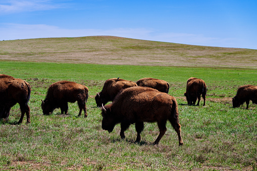 Bison Buffalo Grazing in Open Grassy Meadow - Bison eating grass.