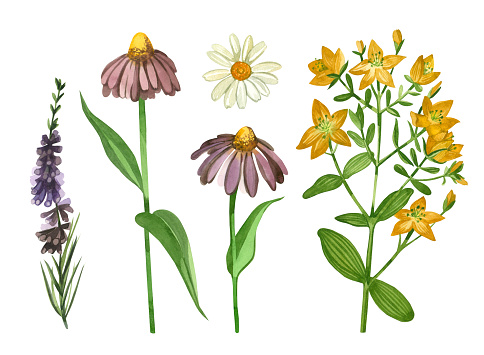 Set of watercolor illustrations. Meadow flowers and herbs echinacea, hypericum, heather, chamomile, hand drawn in watercolor. Suitable for printing on fabric and paper, design, wallpaper, scrapbooking