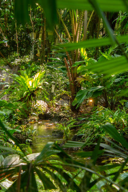 istock Lush vegetation in a pretty tropical garden 2079016349