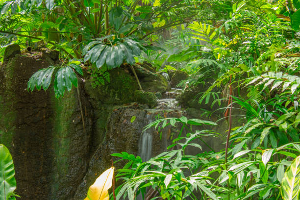 istock Lush vegetation in a pretty tropical garden 2079016363