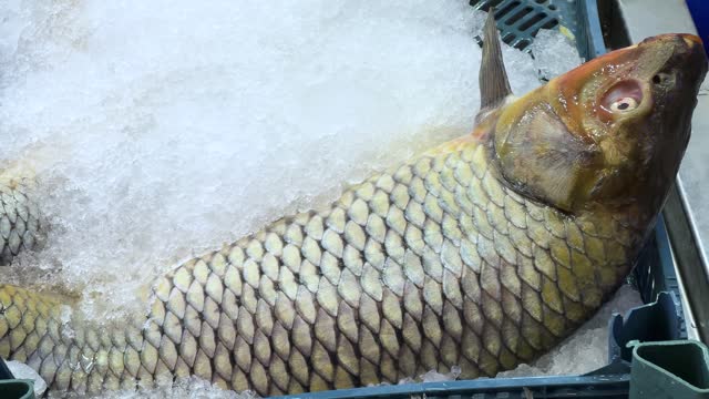 Fresh fish lying on counter on ice