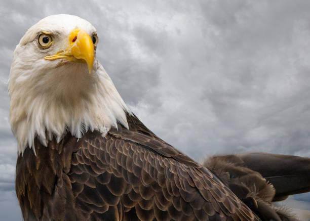 istock A bald eagle in a woodland preserve under a stormy sky 2079038470