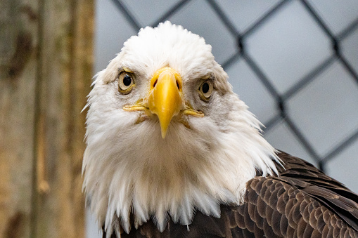 A male bald eagle stands on a post and stares directly into the camera with an inquisitive look in his eye in this high quality color photograph of wild nature