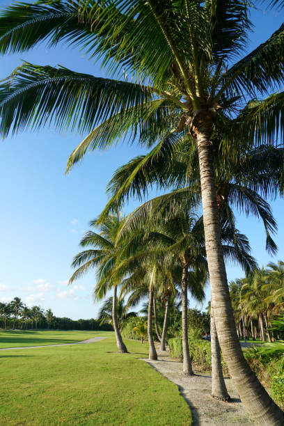 istock coconut trees in a row at the side of golf course 2079040578
