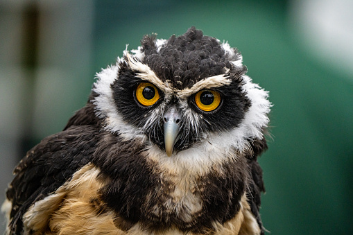 A beautiful spectacled owl photographed standing in a tree in the late evening peers into the distance with brilliant orange eyes and white brows. A tranquil color photograph in nature photography of a sharp scavenger