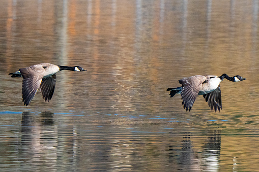 A sharp photograph of a pair of geese captured in mid flight as they glide over a golden lake in late autumn. Wild action nature photography in clear detail.