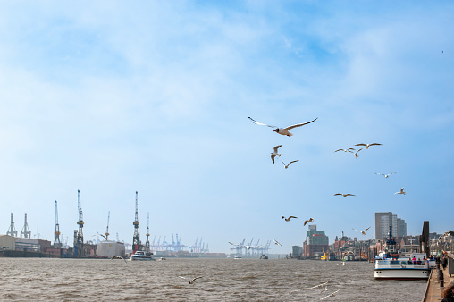 Hamburg harbor shore and seagulls flying over the water