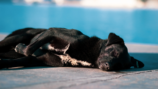 A black young dog lying near the sea