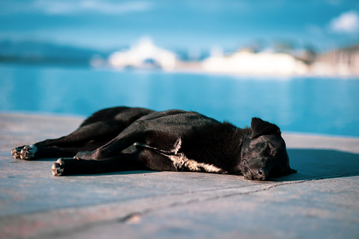 A young black dog lying near the sea