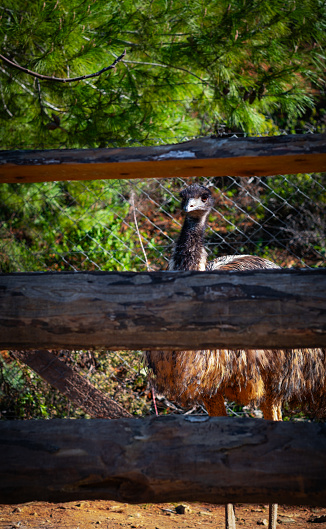 Ostrich behind the wood panels in the forest