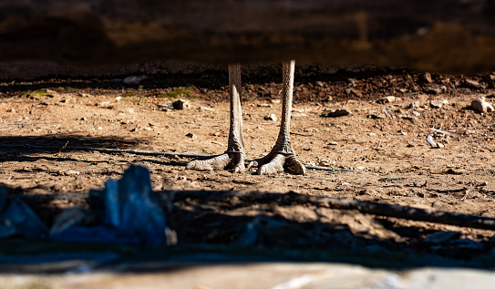 Ostrich foot behind the wood panels on the sand