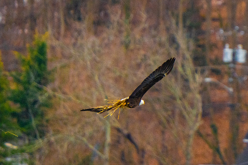 A Bald Eagle soars through the woods carrying soft grass in his talons to coat the nest with fresh eggs with soft material. Spread wings and talons gripping as he soars over the lake.