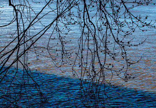 Tree branches tangling into the water