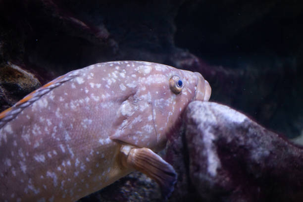 istock Bright beautiful ocean fish in blue sea water 2079094639