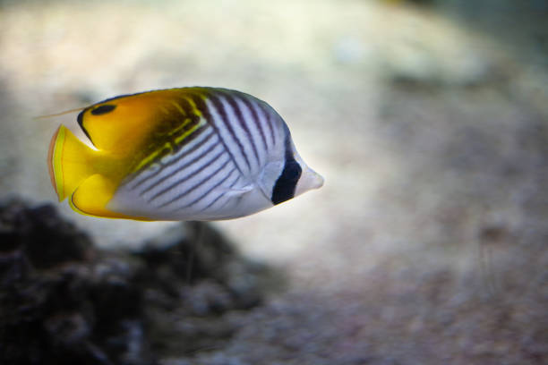 Bright beautiful ocean fish in the blue water of the sea on the background of coral