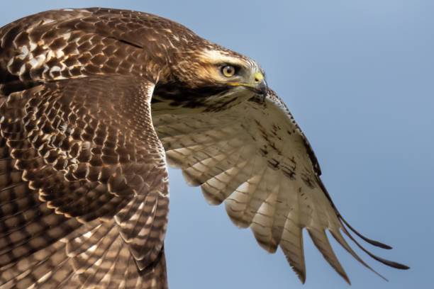 istock A Red-tailed Hawk takes flight in search of its' next meal 2079097956