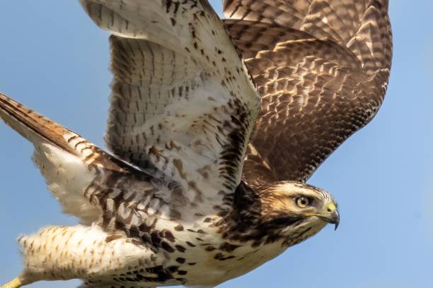 istock A Red-tailed Hawk takes flight in search of its' next meal 2079099051