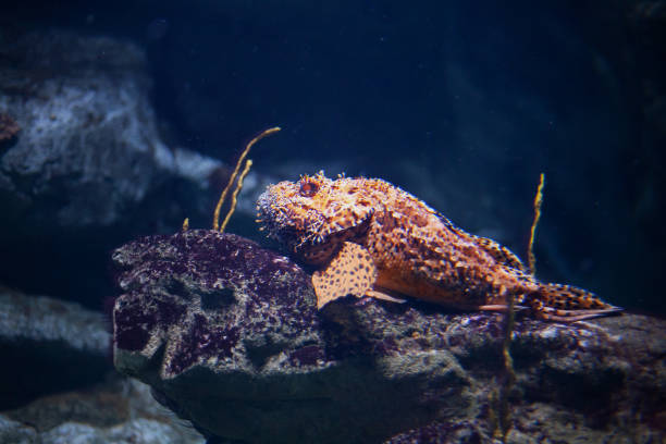 istock Bright beautiful ocean fish in blue sea water 2079099948