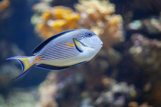 istock Bright beautiful ocean fish in blue sea water 2079100197