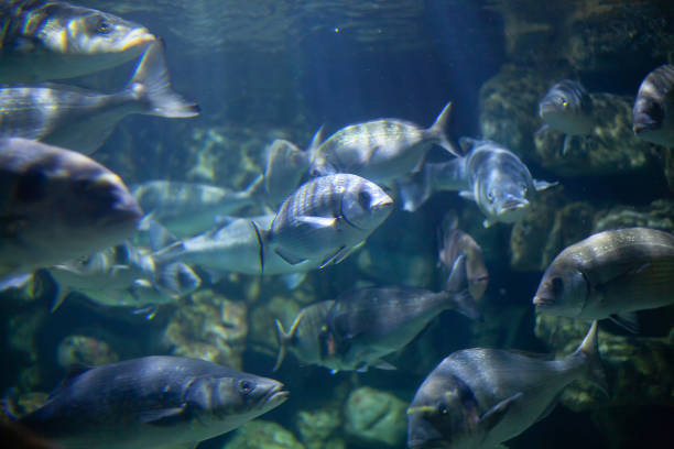 School of Pacific Mackerel swimming