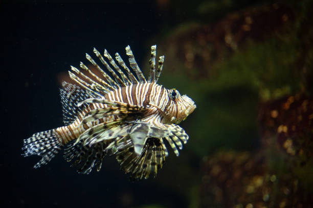 istock Bright beautiful ocean fish in blue sea water 2079104571