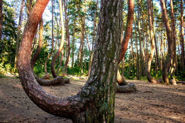 istock Crooked forest in Gryfino. 2079109924