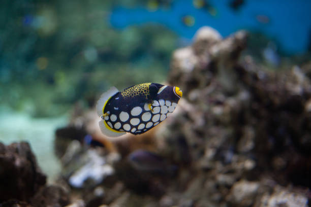 Photo showing a clownfish pictured close-up, with sea anemone coral forming the background.