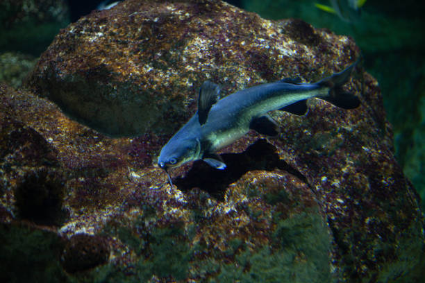 istock Bright beautiful ocean fish in blue sea water 2079114908