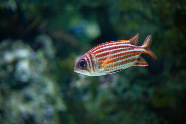 Bright beautiful ocean fish in the blue water of the sea on the background of coral
