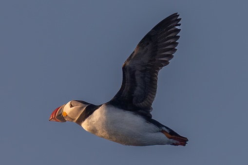 Puffins fly very quickly - at times up to 60 mph.  This puffin was soaring past a boat on an early summer sunrise, showing beautiful pink colors on an already rainbow colored body.