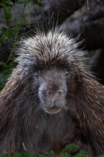 A young Porcupine pauses on a fallen log in a woods in Montana.