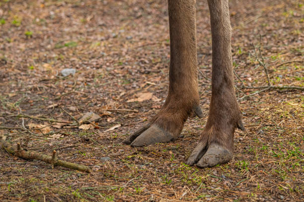 Hind legs of a moose in a park.