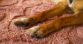CLOSE UP: Two dog legs with tan fur ending in fluffy paws on a pink shag carpet.