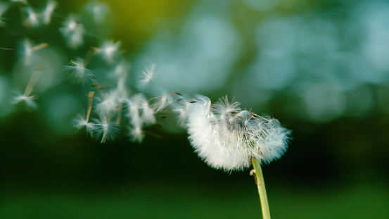 COPY SPACE, CLOSE UP, DOF: Delicate white dandelion seeds get swept away by the gentle breeze. Detailed shot of a blossomin dandelion in the wind, seeds scattered across the tranquil green backdrop.