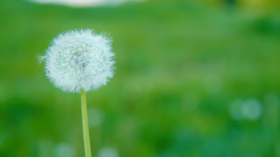COPY SPACE, CLOSE UP, DOF: Fluffy white blossoming dandelion stands in the middle of a lush green meadow. Close up view of a blooming dandelion flower standing still against a lush green background.