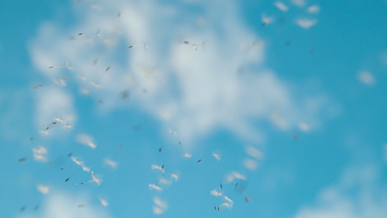 CLOSE UP, DOF: Tiny white seeds of a dandelion carried away by the wind into the clear blue sky. Fluffy white dandelion seeds are blown into the air by a summer wind, scattering across the summer sky.